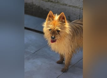 Chulo