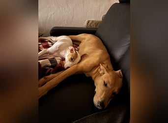 Juna - befindet sich auf einer Pflegestelle in Tierschutzverein-ARCA e.V.