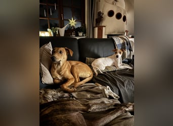 Juna - befindet sich auf einer Pflegestelle in Tierschutzverein-ARCA e.V.