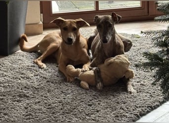 Juna - befindet sich auf einer Pflegestelle in Tierschutzverein-ARCA e.V.