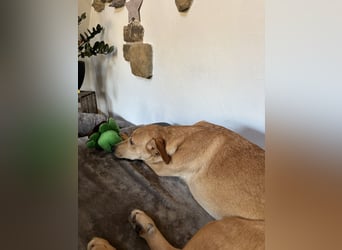 Juna - befindet sich auf einer Pflegestelle in Tierschutzverein-ARCA e.V.