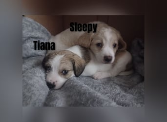 Sleepy, Triana, Sira, Caramelo, India