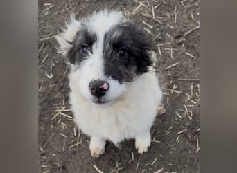 MATTI - zauberhafter Junghund sucht seine Menschen