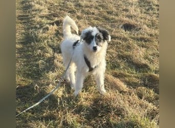 MATTI - zauberhafter Junghund sucht seine Menschen