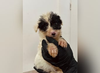 MATTI - zauberhafter Welpenjunge sucht seine Familie