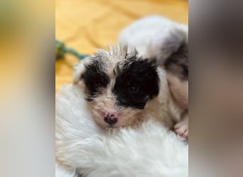 MATTI - zauberhafter Welpenjunge sucht seine Familie