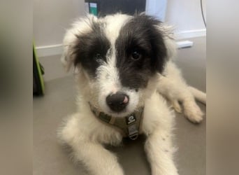 MATTI - zauberhafter Junghund sucht seine Menschen