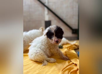 MATTI - zauberhafter Welpenjunge sucht seine Familie