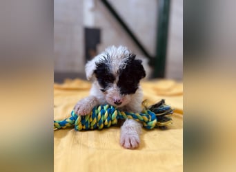 MATTI - zauberhafter Welpenjunge sucht seine Familie