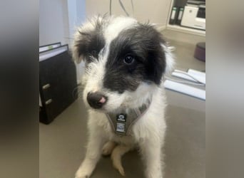 MATTI - zauberhafter Junghund sucht seine Menschen