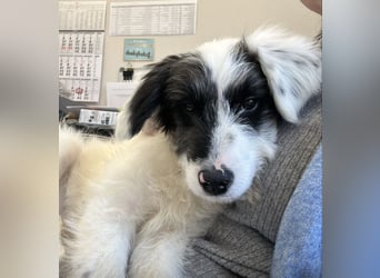 MATTI - zauberhafter Junghund sucht seine Menschen