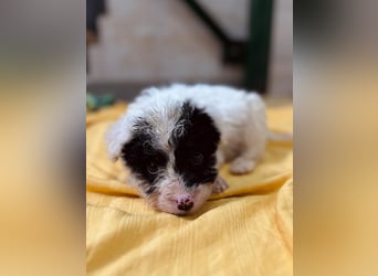 MATTI - zauberhafter Welpenjunge sucht seine Familie