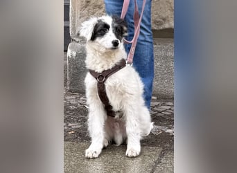 MATTI - zauberhafter Junghund sucht seine Menschen