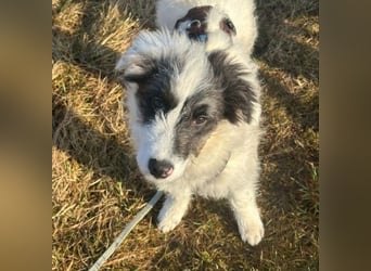 MATTI - zauberhafter Junghund sucht seine Menschen