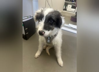 MATTI - zauberhafter Junghund sucht seine Menschen