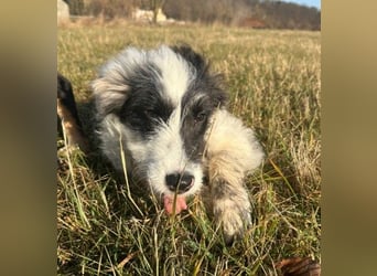 MATTI - zauberhafter Junghund sucht seine Menschen