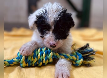 MATTI - zauberhafter Welpenjunge sucht seine Familie