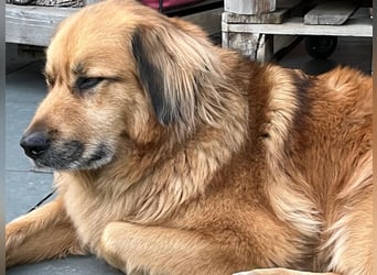 Bobby verliert zum zweiten Mal sein Zuhause. Zur Zeit in Köln!