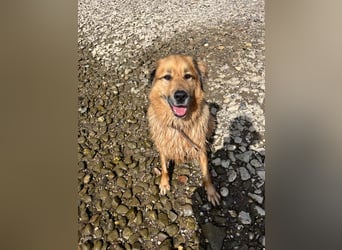 Bobby verliert zum zweiten Mal sein Zuhause. Zur Zeit in Köln!