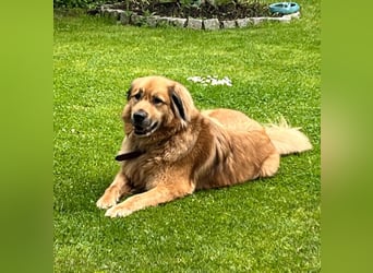 Bobby verliert zum zweiten Mal sein Zuhause. Zur Zeit in Köln!