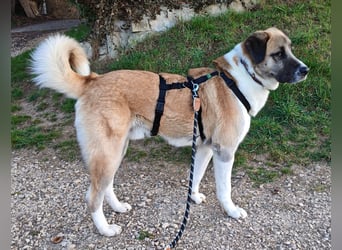 Anton – sanfter Riese sucht sein Zuhause