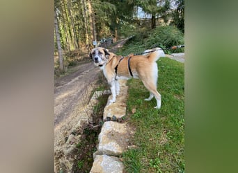 Anton – sanfter Riese sucht sein Zuhause