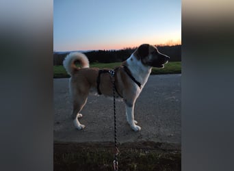 Anton – sanfter Riese sucht sein Zuhause