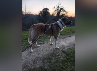 Anton – sanfter Riese sucht sein Zuhause