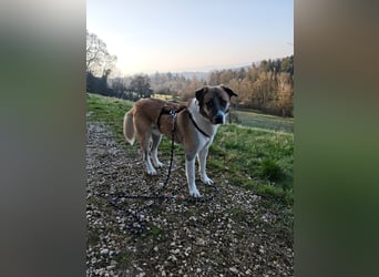 Anton – sanfter Riese sucht sein Zuhause