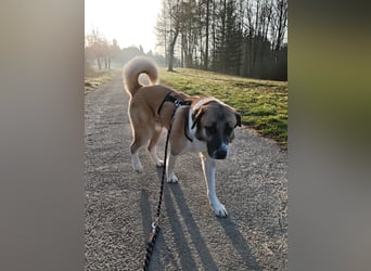 Anton – sanfter Riese sucht sein Zuhause