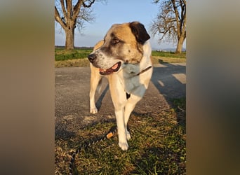 Anton – sanfter Riese sucht sein Zuhause