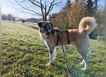 Anton – sanfter Riese sucht sein Zuhause