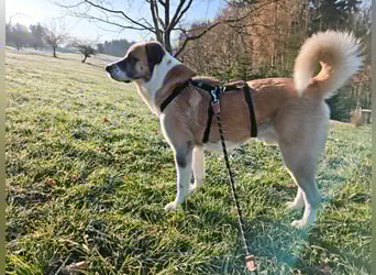 Anton – sanfter Riese sucht sein Zuhause