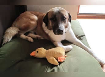 Anton – sanfter Riese sucht sein Zuhause