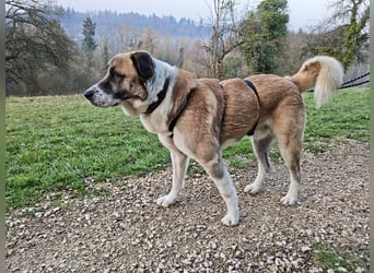 Anton – sanfter Riese sucht sein Zuhause