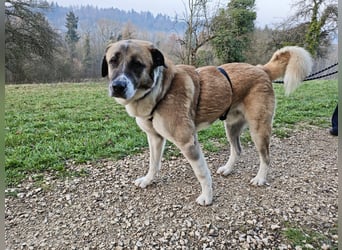 Anton – sanfter Riese sucht sein Zuhause