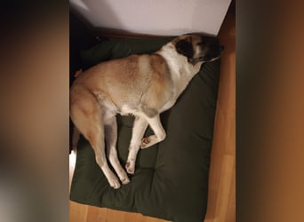 Anton – sanfter Riese sucht sein Zuhause