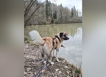 Anton – sanfter Riese sucht sein Zuhause