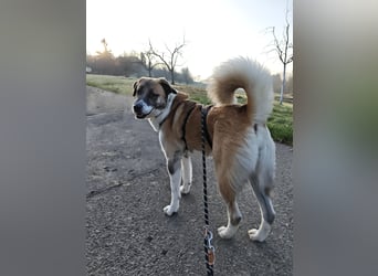 Anton – sanfter Riese sucht sein Zuhause