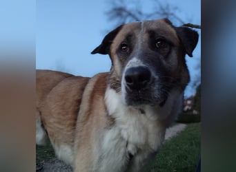 Anton – sanfter Riese sucht sein Zuhause