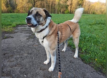 Anton – sanfter Riese sucht sein Zuhause
