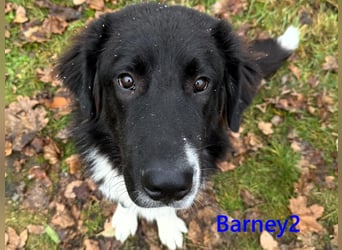 Barney2 geb. 02/2025 (in Deutschland) - loyaler und ausgeglichener, junger Griechischer Hirtenhund!