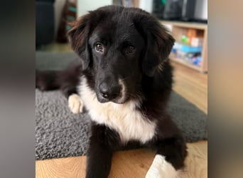 Barney2 geb. 02/2025 (in Deutschland) - loyaler und ausgeglichener, junger Griechischer Hirtenhund!