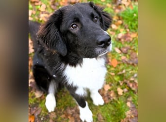 Barney2 geb. 02/2025 (in Deutschland) - loyaler und ausgeglichener, junger Griechischer Hirtenhund!