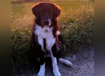 Barney2 geb. 02/2025 (in Deutschland) - loyaler und ausgeglichener, junger Griechischer Hirtenhund!