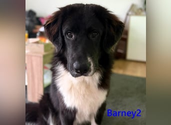 Barney2 geb. 02/2025 (in Deutschland) - loyaler und ausgeglichener, junger Griechischer Hirtenhund!