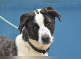 Second, ein Traum von einem Hund, absolut gutmütig und zugewandt