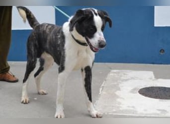 Second, ein Traum von einem Hund, absolut gutmütig und zugewandt