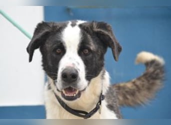 Second, ein Traum von einem Hund, absolut gutmütig und zugewandt