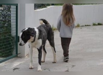 Second, ein Traum von einem Hund, absolut gutmütig und zugewandt